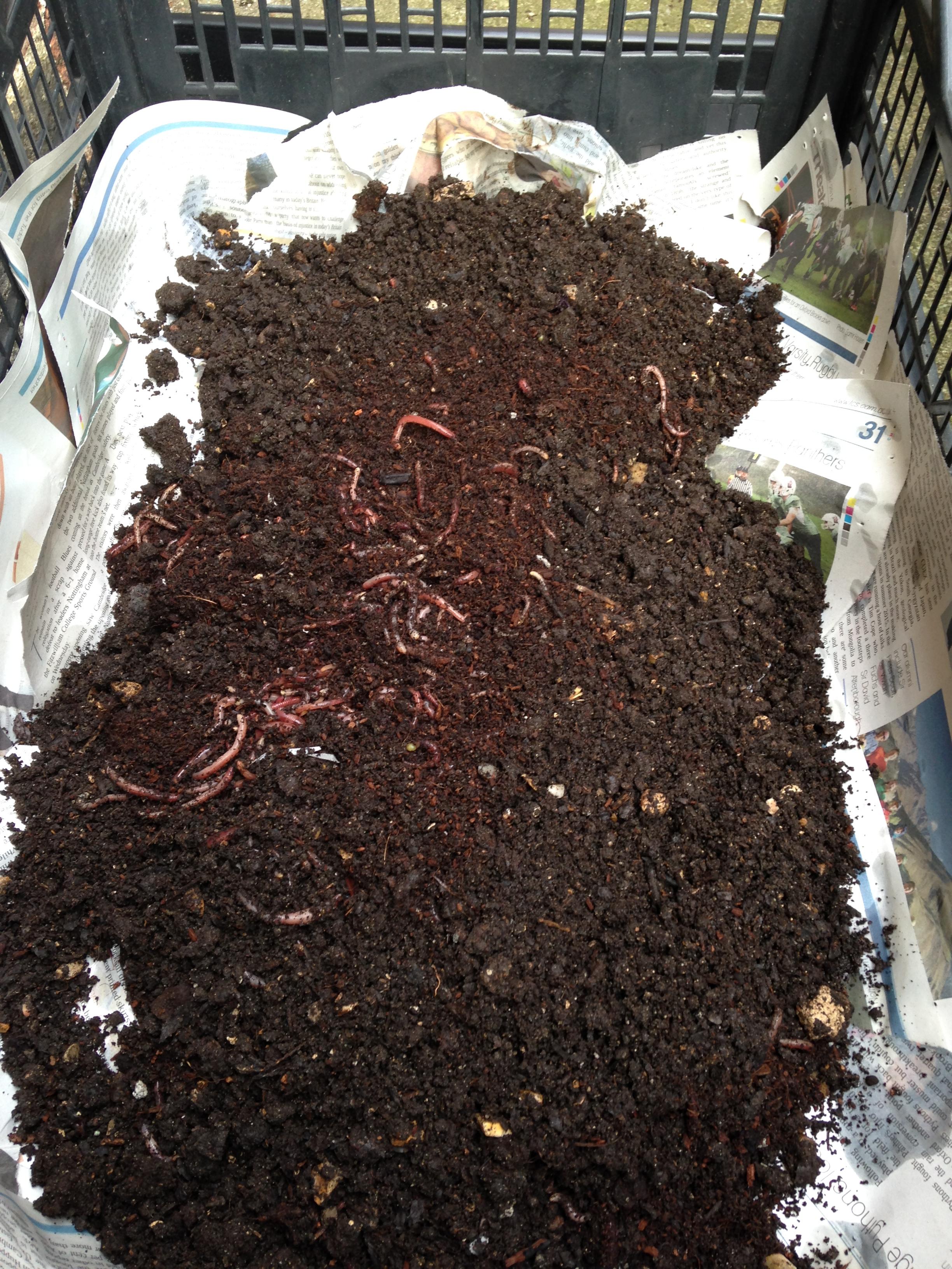 Photo Credit: Christ's College Christ's College Worm Farm - Change Challenge Project